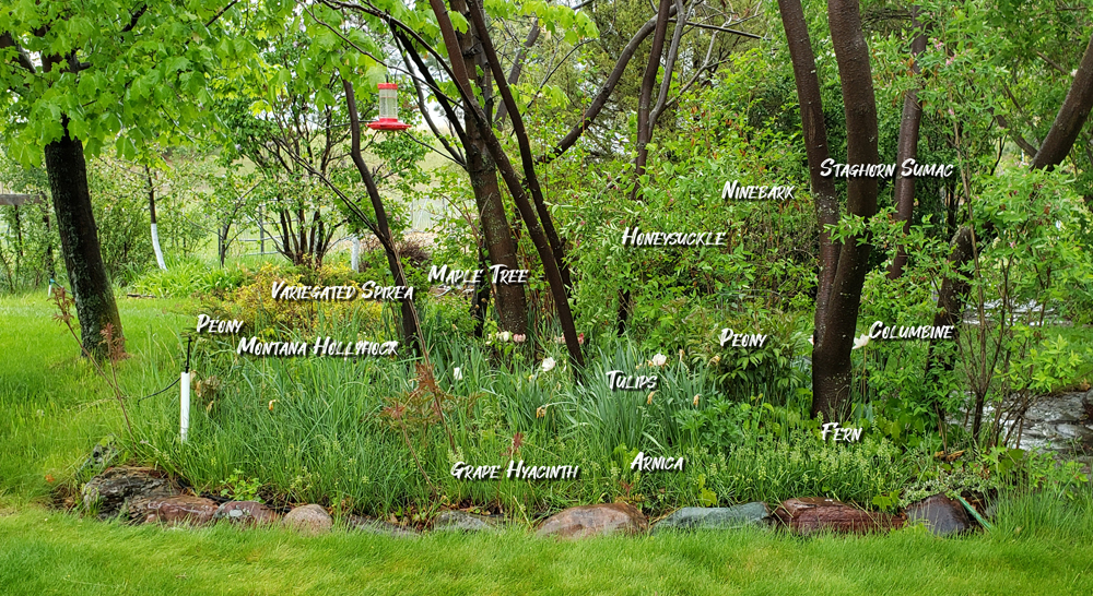 Forest Garden 2021 with names