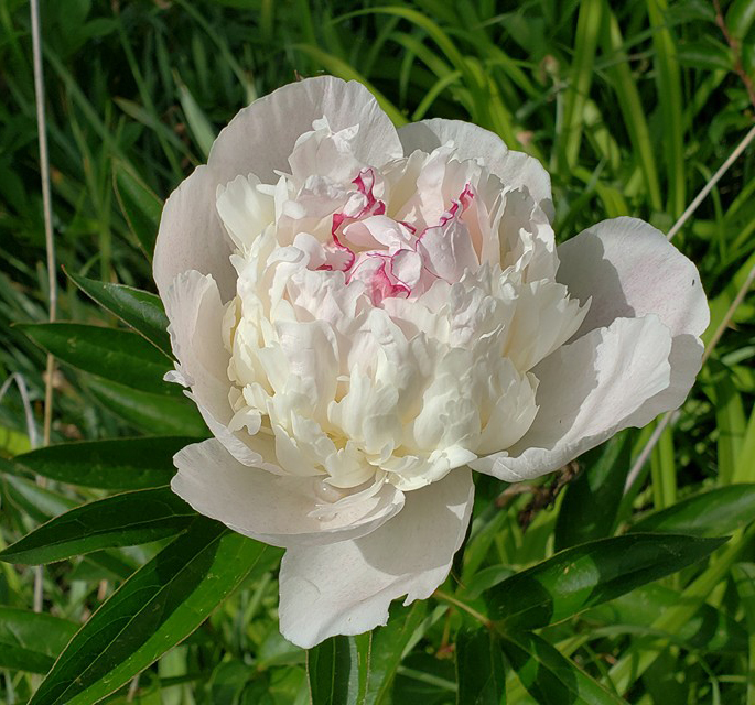 White Peony with Red Trimmed Center