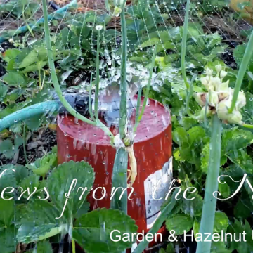 Strange Year For Our Garden
