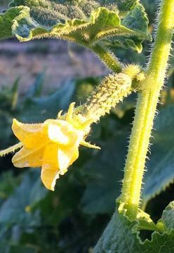 Pollination – Squash