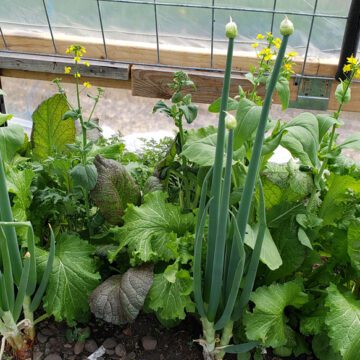 2023 Greenhouse Planning Thoughts